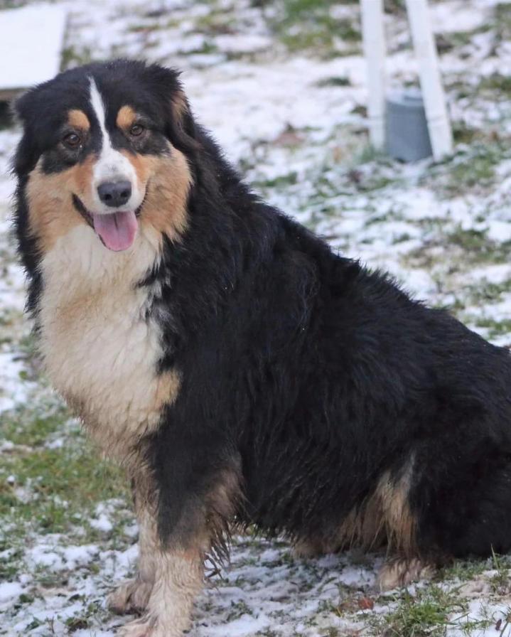 Hauteur au garrot : La taille préférée est de 51-58 cm (20-23 pouces) chez le mâle, et de 46-53 cm (18-21 pouces) chez la femelle. La qualité ne doit pas être sacrifiée au profit de la taille.