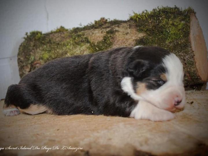 Chiots d'élevage Saint-Bonnet-l'Enfantier