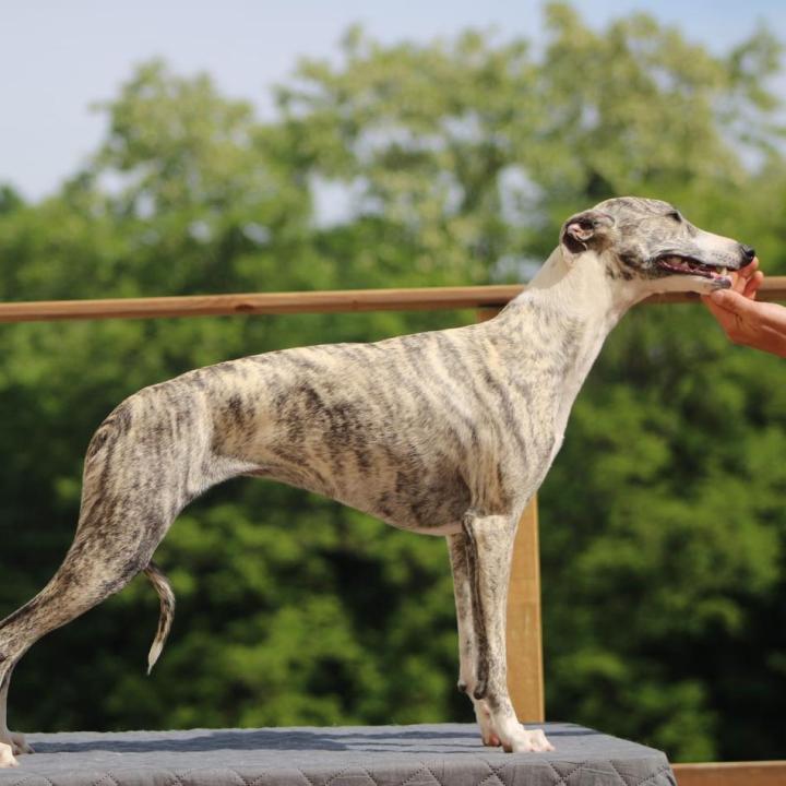 Whippet Breeding in Saint-Bonnet-l'Enfantier