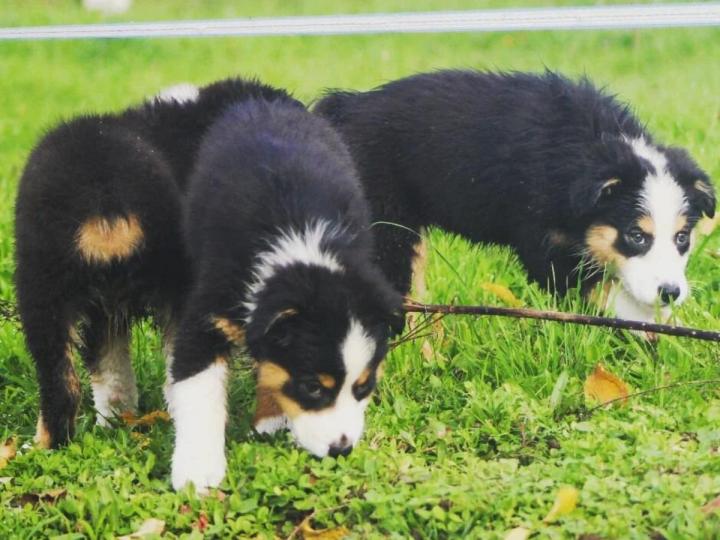 Chiots d'élevage Saint-Bonnet-l'Enfantier
