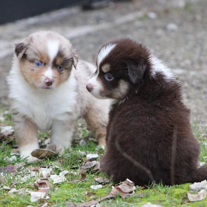 Des chiots robustes et sociables.