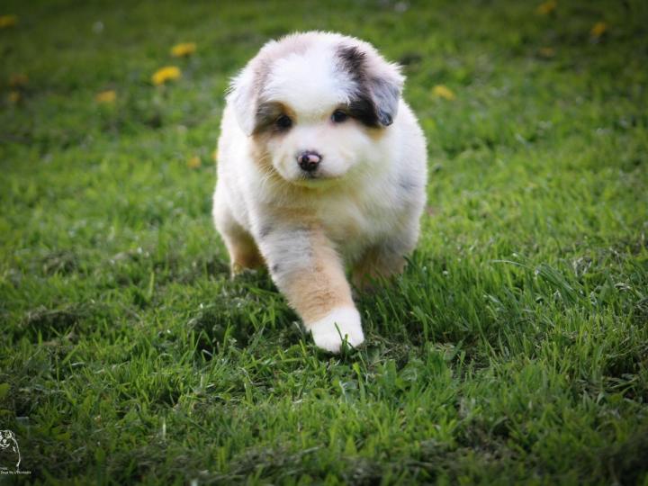 Breeding Miniature American Shepherds in Saint-Bonnet-l'Enfantier