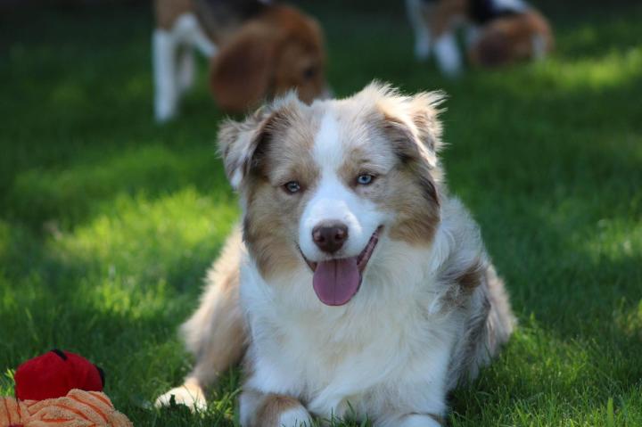 Australian Shepherds Saint-Bonnet-l'Enfantier