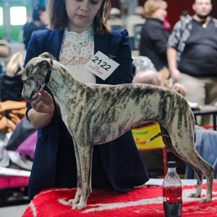 Whippet Breeding in Saint-Bonnet-l'Enfantier