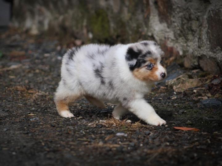 Breeding Miniature American Shepherds in Saint-Bonnet-l'Enfantier