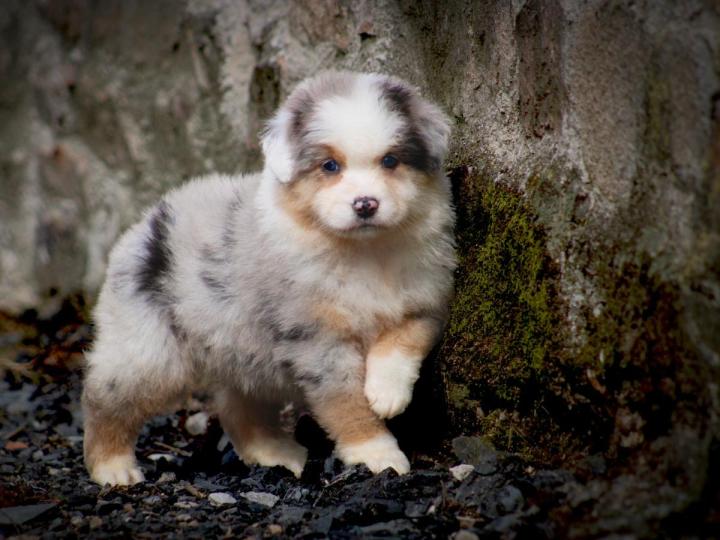 Breeding Miniature American Shepherds in Saint-Bonnet-l'Enfantier