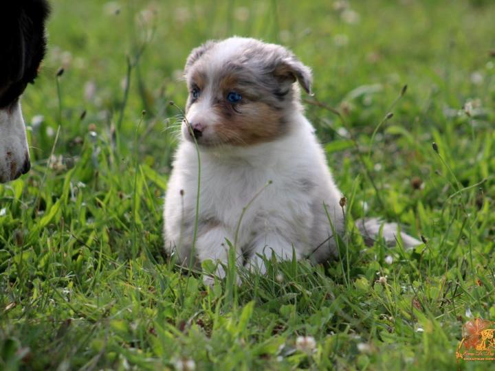 Breeding Miniature American Shepherds in Saint-Bonnet-l'Enfantier