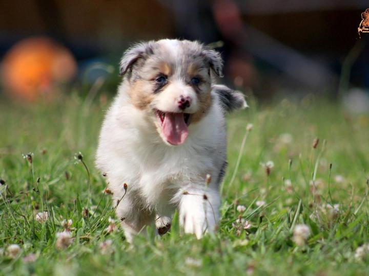 Breeding Miniature American Shepherds in Saint-Bonnet-l'Enfantier