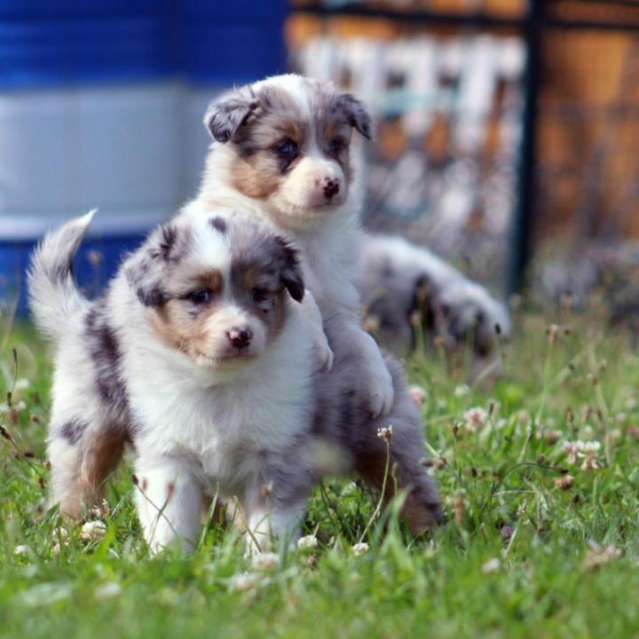 Chiots d'élevage Saint-Bonnet-l'Enfantier