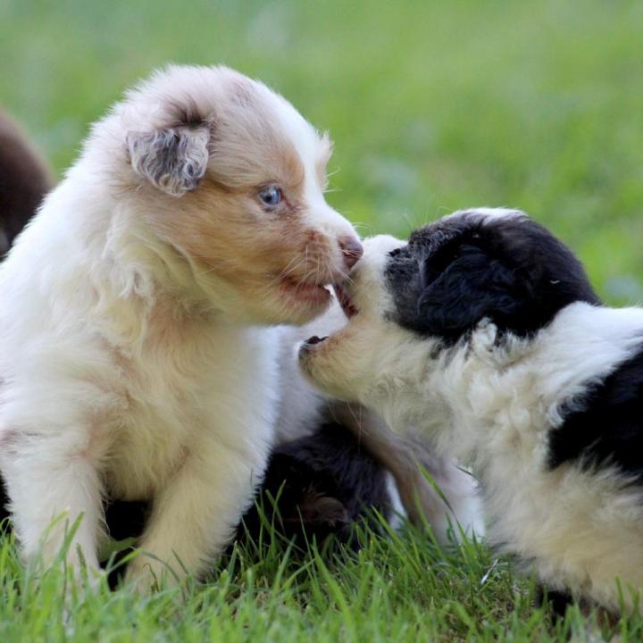 Chiots Saint-Bonnet-l'Enfantier