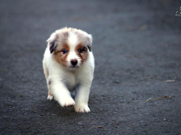 Breeding Miniature American Shepherds in Saint-Bonnet-l'Enfantier