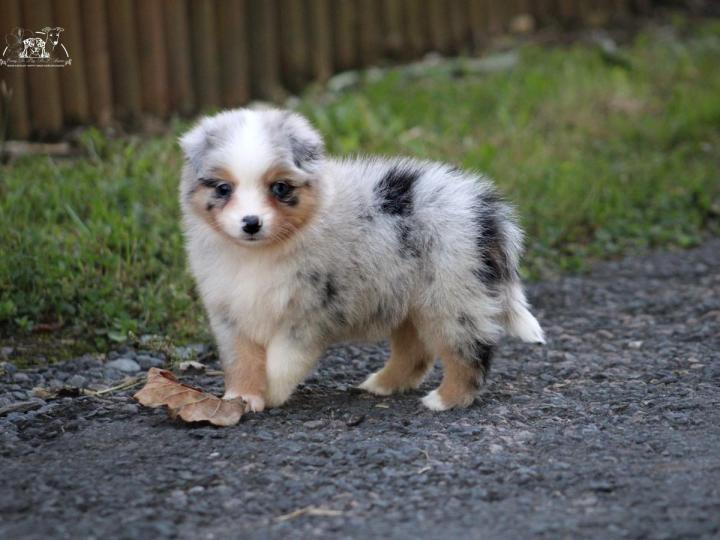 Breeding Miniature American Shepherds in Saint-Bonnet-l'Enfantier
