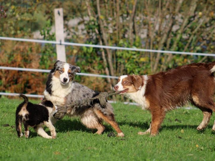 Dog breeding Saint-Bonnet-l'Enfantier