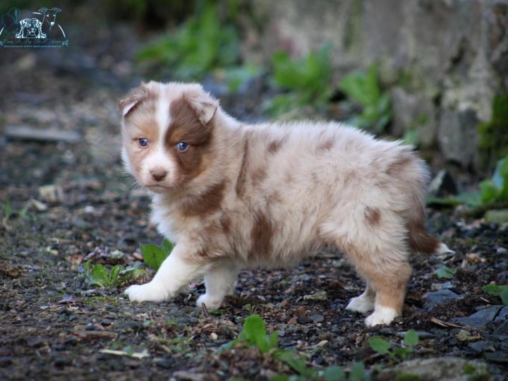 Breeding Miniature American Shepherds in Saint-Bonnet-l'Enfantier