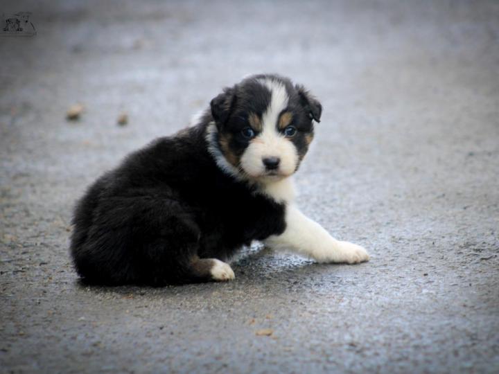 Australian Shepherd Breeding in Saint-Bonnet-l'Enfantier