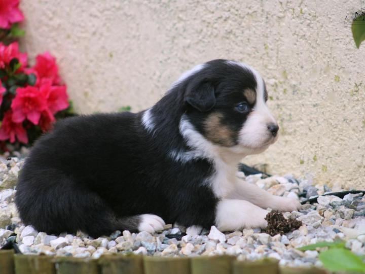 Australian Shepherds Saint-Bonnet-l'Enfantier