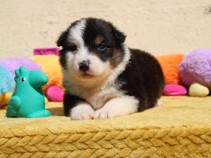 Australian Shepherd Breeding in Saint-Bonnet-l'Enfantier