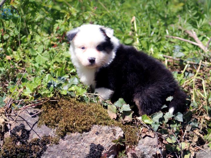 Australian Shepherd Breeding in Saint-Bonnet-l'Enfantier