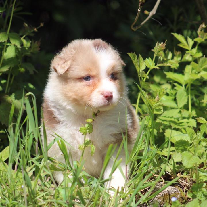 Dog puppies Saint-Bonnet-l'Enfantier