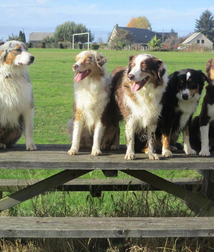Chien de travail intelligent, doué d’un instinct prononcé pour la conduite et la garde des troupeaux. Compagnon fidèle, il possède l’énergie suffisante pour travailler une journée entière. Doué d’un tempérament égal, il a un bon naturel, rarement querelleur. Il peut être quelque peu réservé lors des premières rencontres.