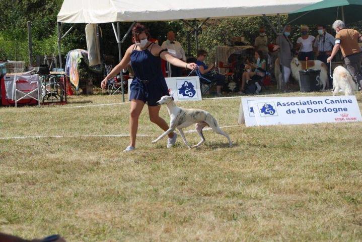 Whippet Breeding in Saint-Bonnet-l'Enfantier