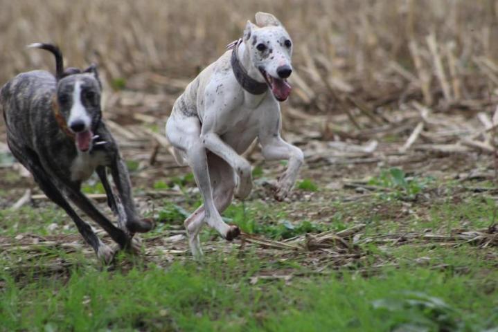 Whippet Breeding in Saint-Bonnet-l'Enfantier