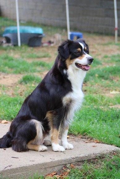 Australian Shepherd Breeding in Saint-Bonnet-l'Enfantier