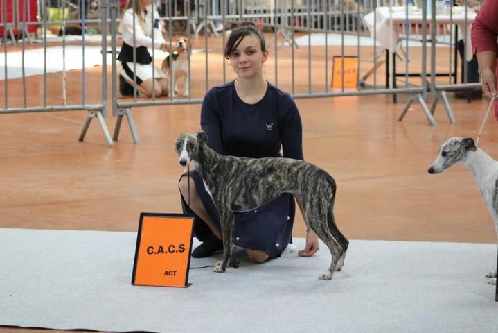 Whippet Breeding in Saint-Bonnet-l'Enfantier