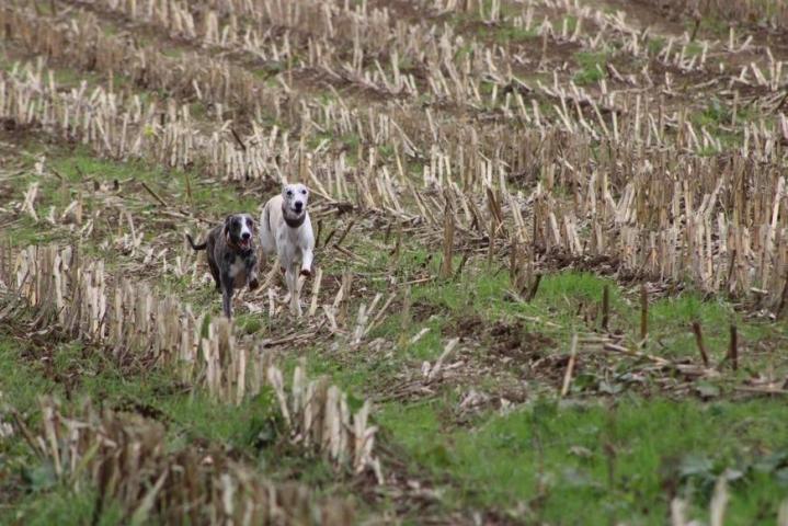 Whippet Breeding in Saint-Bonnet-l'Enfantier