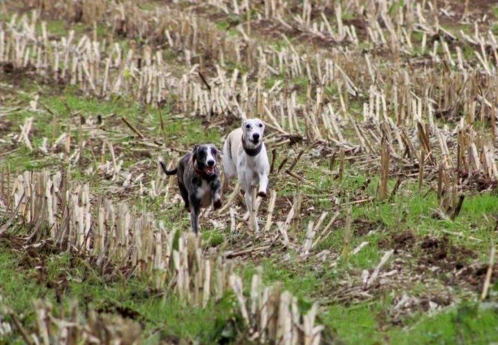 Whippet Breeding in Saint-Bonnet-l'Enfantier