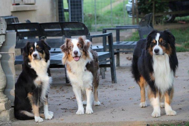 Australian Shepherd Breeding in Saint-Bonnet-l'Enfantier
