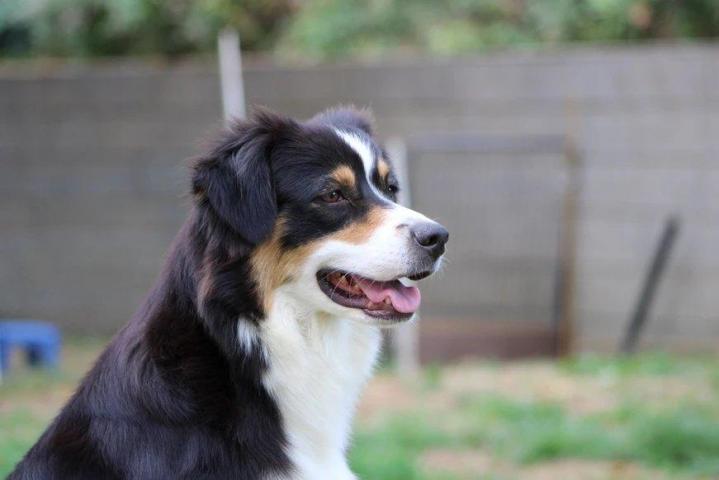 Breeding Miniature American Shepherds in Saint-Bonnet-l'Enfantier