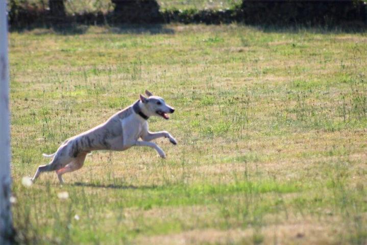 Whippet Breeding in Saint-Bonnet-l'Enfantier