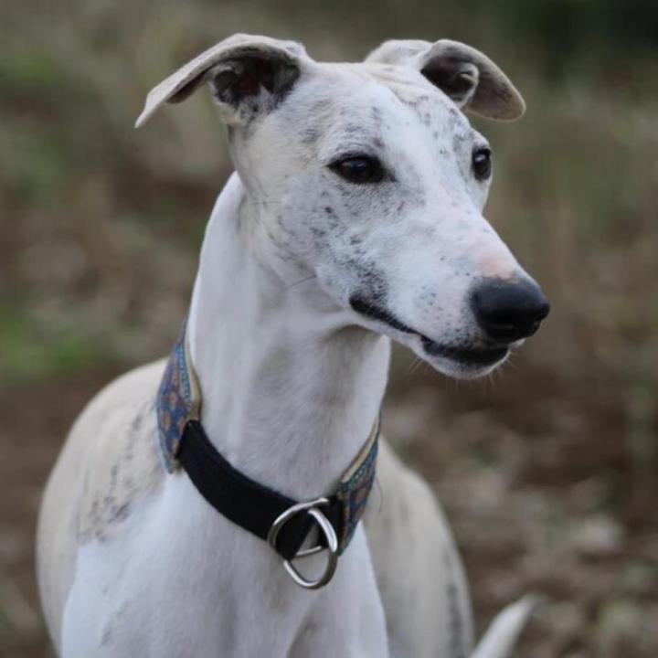 Élevage de Whippet Saint-Bonnet-l'Enfantier