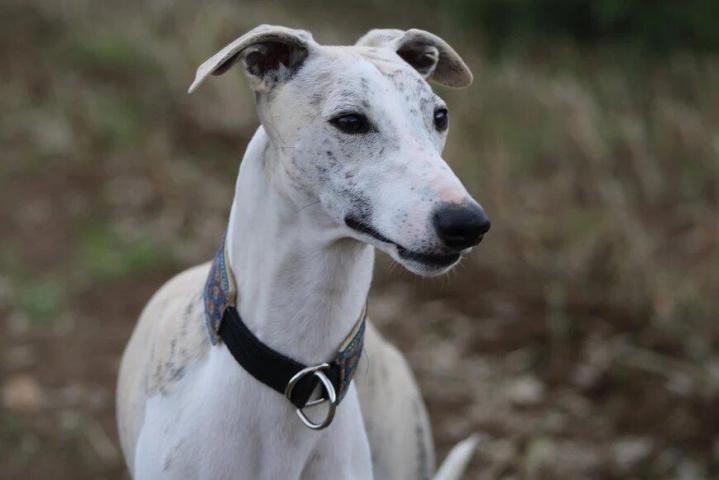Whippet Breeding in Saint-Bonnet-l'Enfantier
