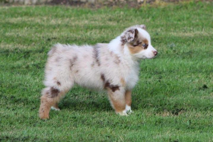 Breeding Miniature American Shepherds in Saint-Bonnet-l'Enfantier