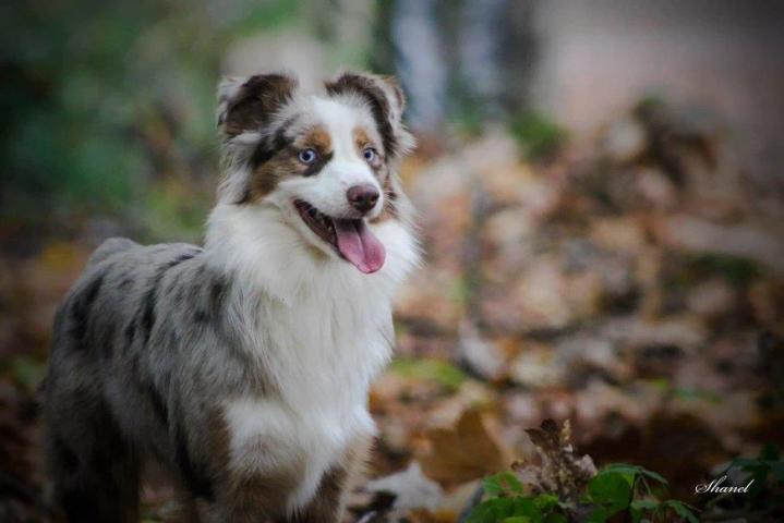 Breeding Miniature American Shepherds in Saint-Bonnet-l'Enfantier