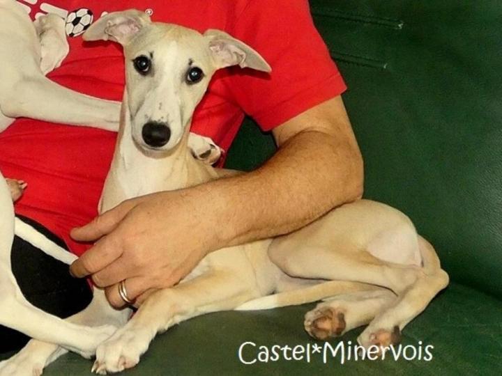 Whippet Breeding in Saint-Bonnet-l'Enfantier
