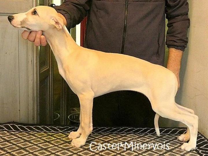 Whippet Breeding in Saint-Bonnet-l'Enfantier