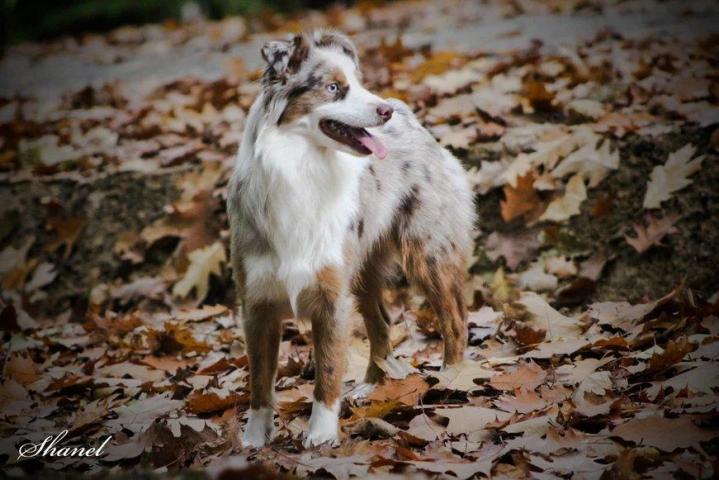 Breeding Miniature American Shepherds in Saint-Bonnet-l'Enfantier
