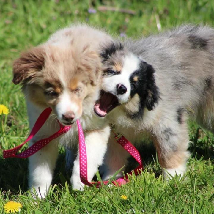 Des chiots en bonne santé et socialisés.
