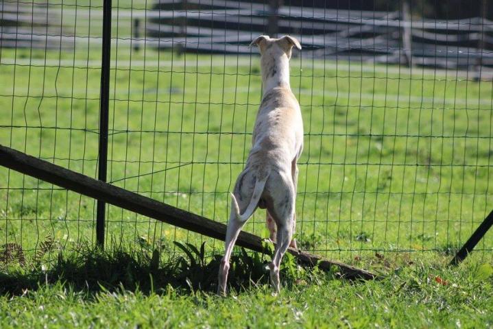 Whippet Breeding in Saint-Bonnet-l'Enfantier