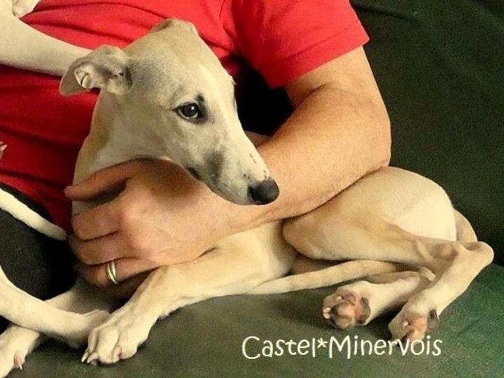 Whippet Breeding in Saint-Bonnet-l'Enfantier