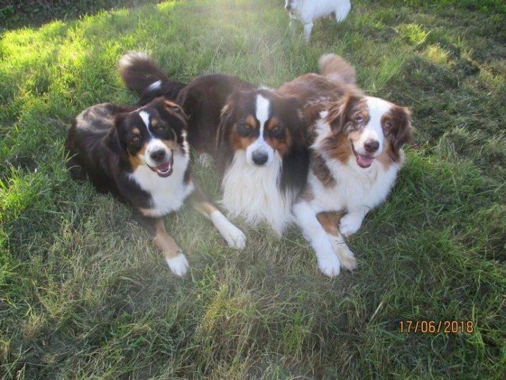 Australian Shepherd Breeding in Saint-Bonnet-l'Enfantier