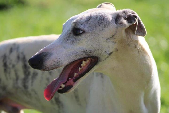 Whippet Breeding in Saint-Bonnet-l'Enfantier
