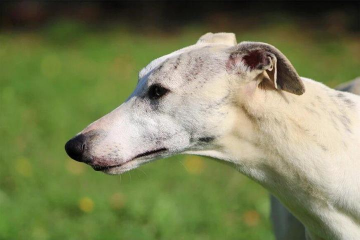 Whippet Breeding in Saint-Bonnet-l'Enfantier