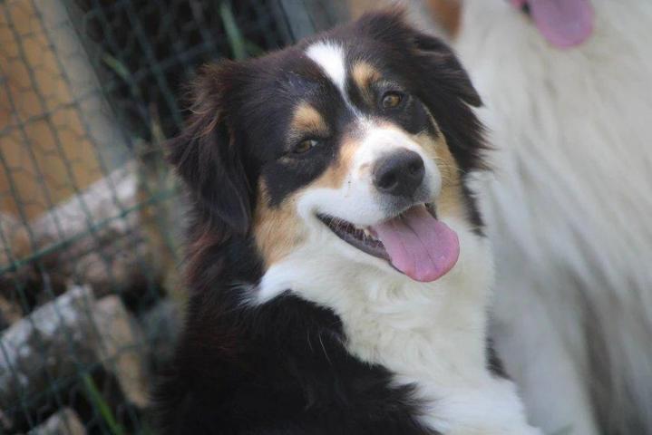 Breeding Miniature American Shepherds in Saint-Bonnet-l'Enfantier