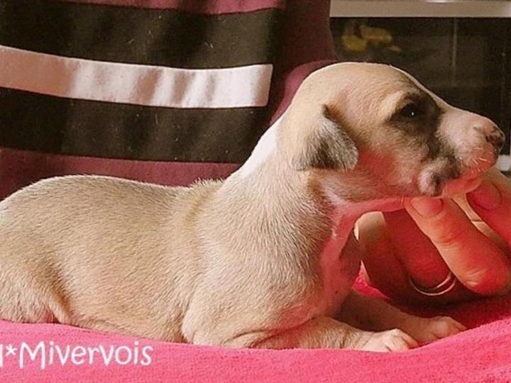 Whippet Breeding in Saint-Bonnet-l'Enfantier