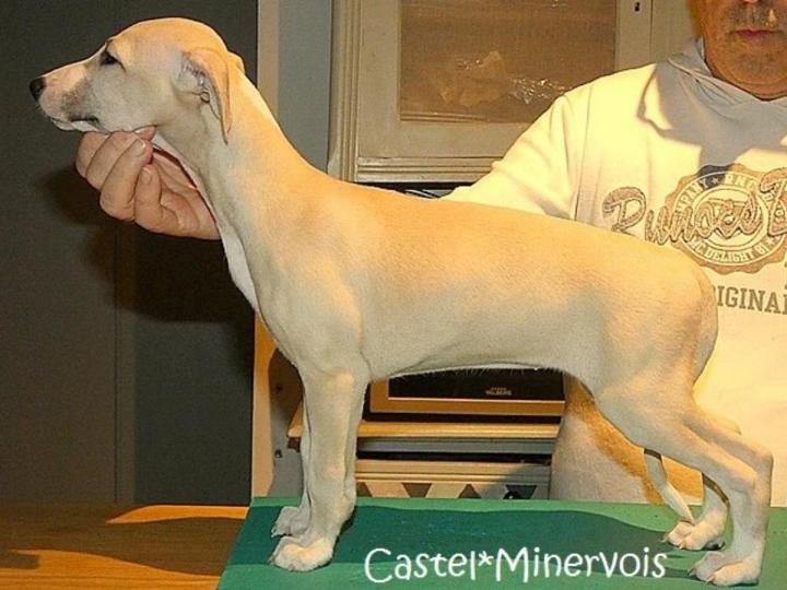 Whippet Breeding in Saint-Bonnet-l'Enfantier