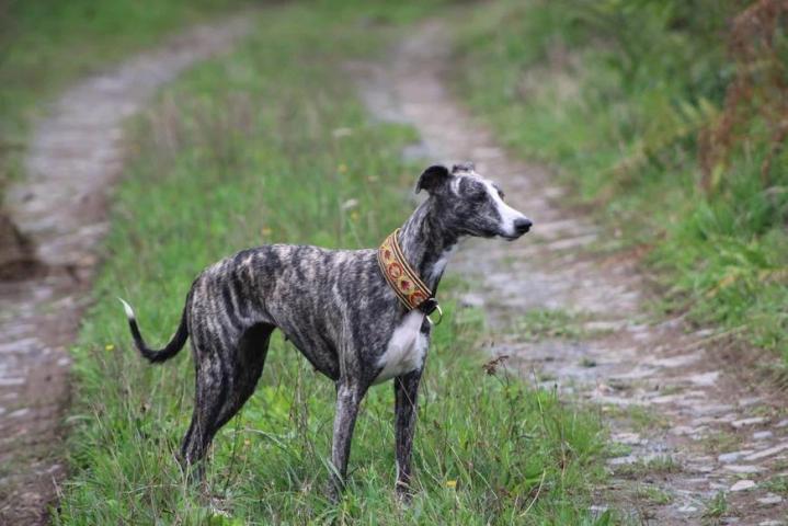 Whippet Saint-Bonnet-l'Enfantier